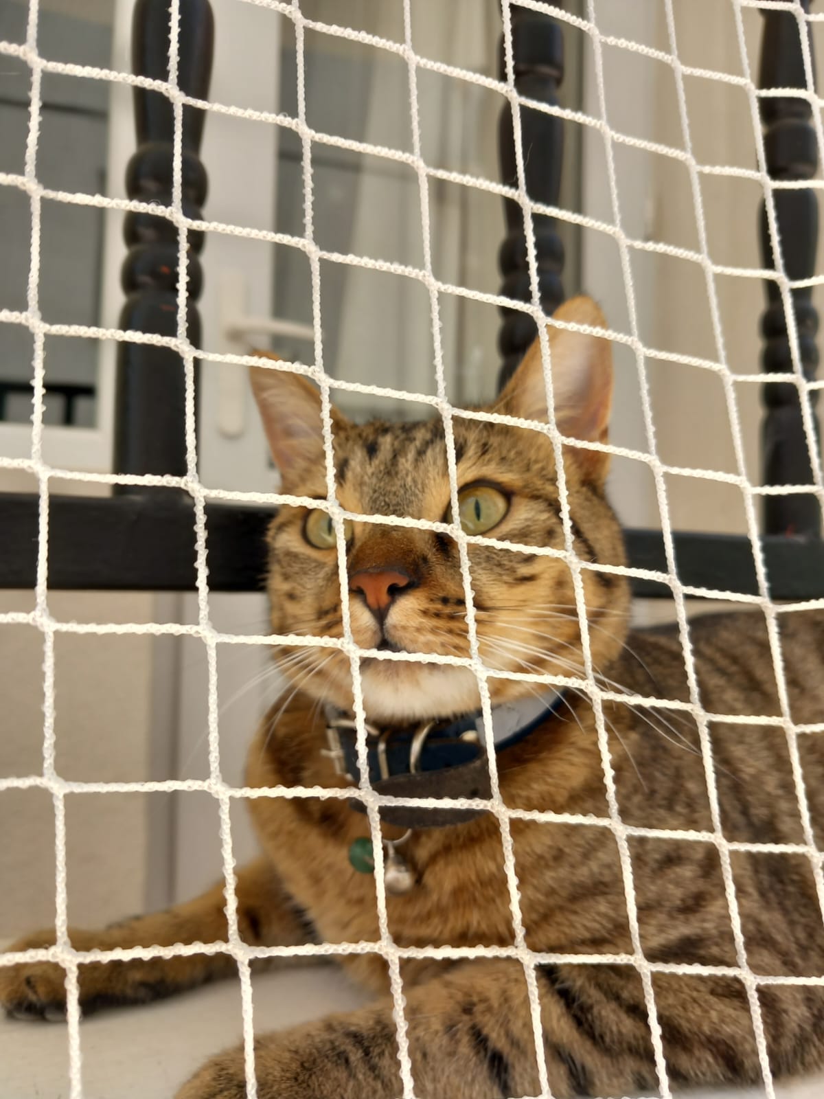 Pencere ve balkon kedi filesi uygulamalarını karşılaştıran güvenli ev görünümü